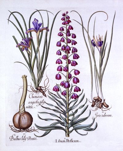 Perska Lilia i Irysy, z Hortus Eystettensis, Basil Besler (1561-1629), wyd. 1613 (grawerowanie ręcznie kolorowane) autorstwa German School