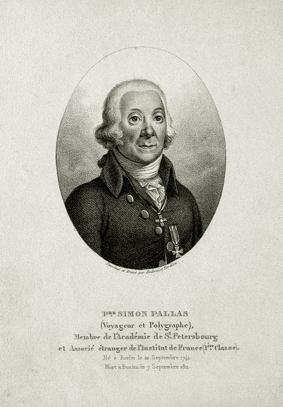 Peter Simon Pallas. (1741–1811) (grawerowanie linii) autorstwa German School