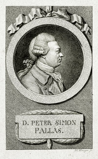 Piotra Szymona Pallasa. (1741 – 1811) (Grawerowanie liniowe) autorstwa German School