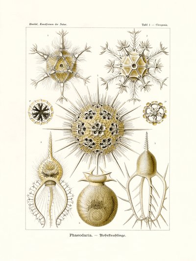 Phaeodaria, 1899-1904 autorstwa German School