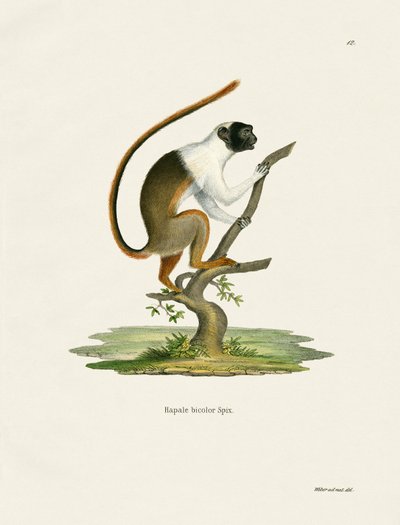 Pied Tamarin (kolorowy grawer) autorstwa German School