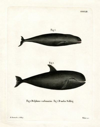 Wieloryb pilot (kolorowy grawerunek) autorstwa German School