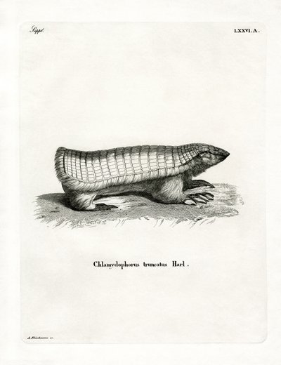 Pink Fairy Armadillo (kolorowy grawerunek) autorstwa German School