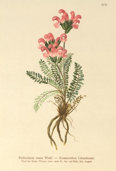 Przylaszczka pospolita (Pedicularis rosea) autorstwa German School