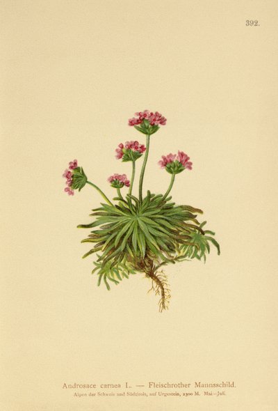 Jaśmin Pink Rock (Androsace carnea) autorstwa German School