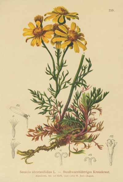 Krostawiec pierzastolistny (Senecio abrotanifolius, Jacobaea abrotanifolia) autorstwa German School