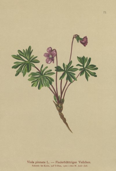 Fiolet pierzasty (Viola pinnata) autorstwa German School