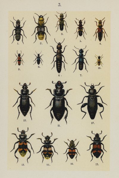 Talerz z Podręcznika młodego żuka-kolekcjonera (chromolitho) autorstwa German School
