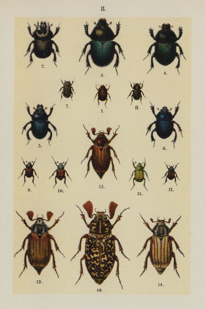 Talerz z Podręcznika młodego żuka-kolekcjonera (chromolitho) autorstwa German School