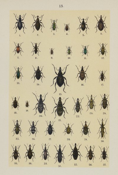Talerz z Podręcznika młodego żuka-kolekcjonera (chromolitho) autorstwa German School