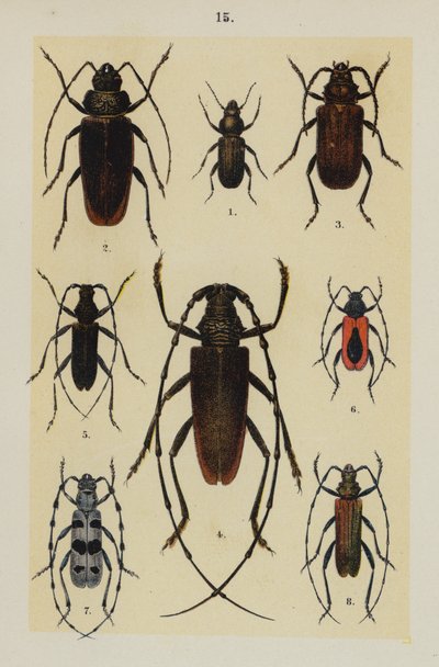 Talerz z Podręcznika młodego żuka-kolekcjonera (chromolitho) autorstwa German School