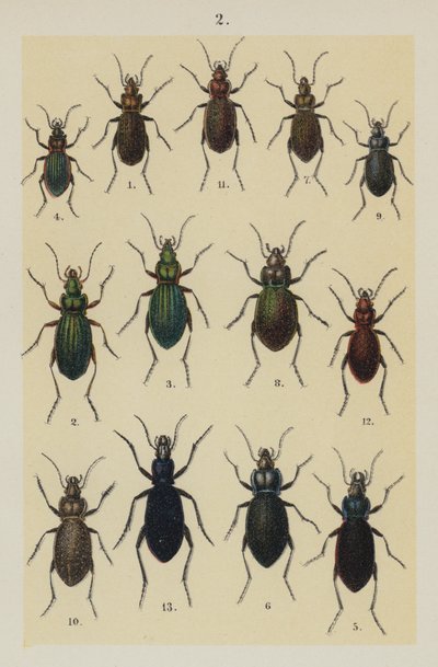 Talerz z Podręcznika młodego żuka-kolekcjonera (chromolitho) autorstwa German School