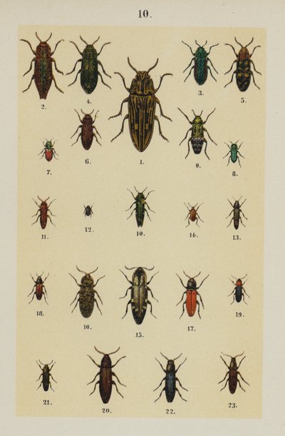 Talerz z Podręcznika młodego żuka-kolekcjonera (chromolitho) autorstwa German School