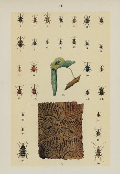 Talerz z Podręcznika młodego żuka-kolekcjonera (chromolitho) autorstwa German School