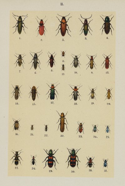 Talerz z Podręcznika młodego żuka-kolekcjonera (chromolitho) autorstwa German School