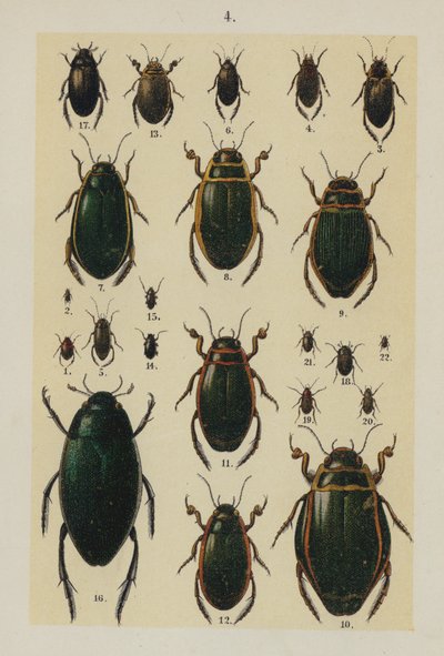 Talerz z Podręcznika młodego żuka-kolekcjonera (chromolitho) autorstwa German School