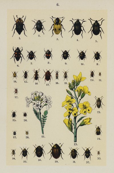 Talerz z Podręcznika młodego żuka-zbieracza (chromolitho) autorstwa German School