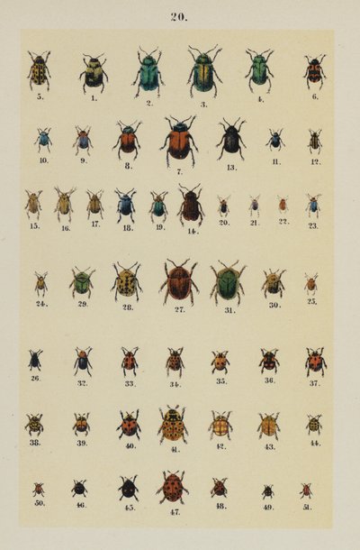 Talerz z Podręcznika młodego żuka-zbieracza (chromolitho) autorstwa German School