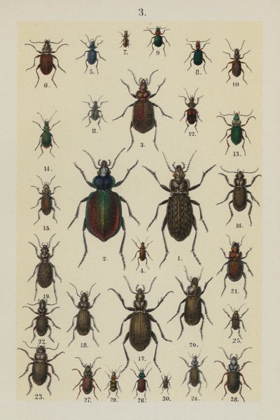 Talerz z Podręcznika młodego żuka-zbieracza (chromolitho) autorstwa German School