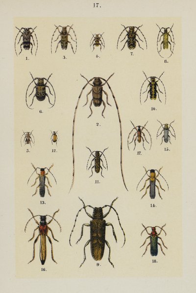 Talerz z Podręcznika młodego żuka-zbieracza (chromolitho) autorstwa German School