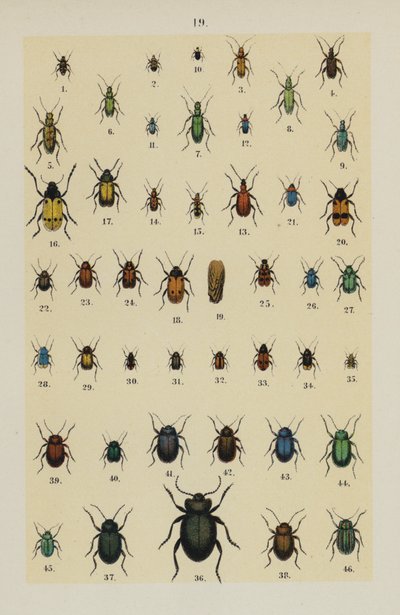 Talerz z Podręcznika młodego żuka-zbieracza (chromolitho) autorstwa German School