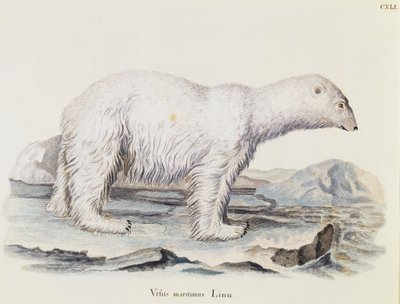 Niedźwiedź polarny (Ursus maritimus), z Mammals ilustrowany z natury z opisami, Johann Christian Daniel von Schreber (1739-1810), rycina IC Bock wg rysunku Marechala, tom 3, tabela 141, Niemcy autorstwa German School