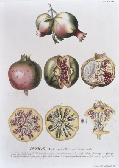 Granat, rytowany przez Johanna Jakoba Haida (1704-67) tablica 72 z księgi botanicznej, wyd. przez Augusta Vind autorstwa German School