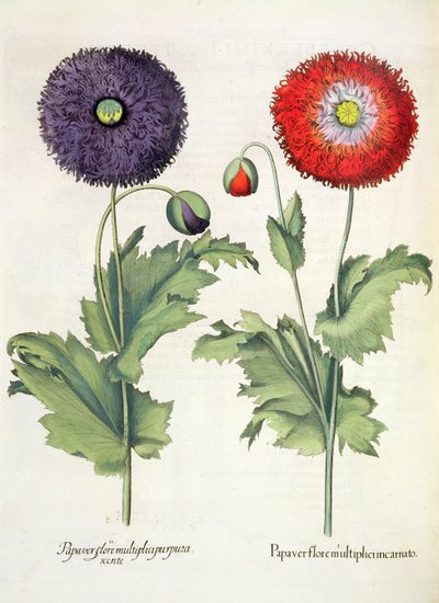 Maki: 1. Mak w wielu wcieleniach kwiatowych; 2.Kwiat paparu z Hortus Eystettensis autorstwa Basila Beslera (1561-1629), wyd. 1613 autorstwa German School