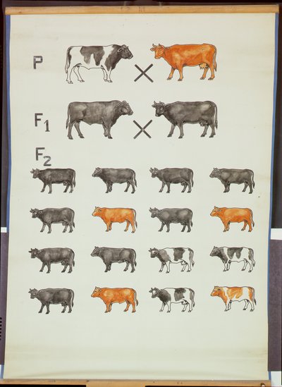 Plakat przedstawiający prawo Mendla w bydle autorstwa German School
