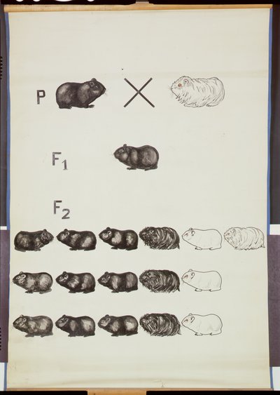 Plakat przedstawiający prawo Mendla na świnkach morskich autorstwa German School