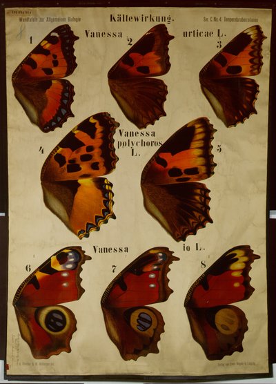 Plakat ilustrujący wpływ temperatury na różne rodzaje motyli autorstwa German School