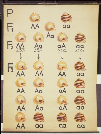 Plakat Ślimaki Cepea autorstwa German School