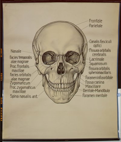 Plakat z ludzką czaszką autorstwa German School