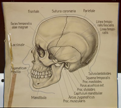 Plakat przedstawiający widok z boku ludzkiej czaszki autorstwa German School