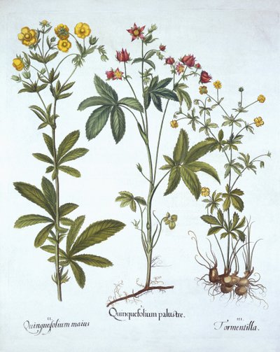 Potentillas, z Hortus Eystettensis, Basil Besler (1561-1629), wyd. 1613 (grawerowanie ręcznie kolorowane) autorstwa German School