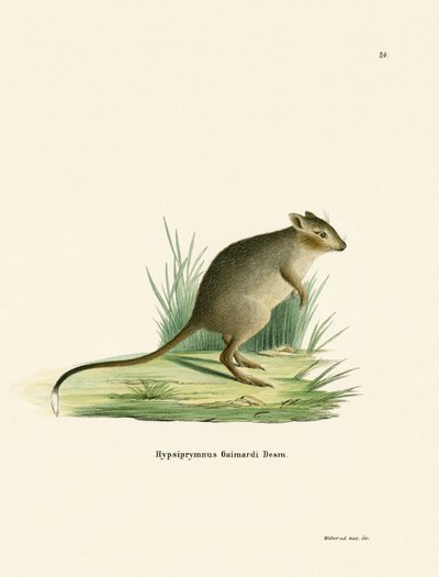Potoroo (kolorowy grawer) autorstwa German School