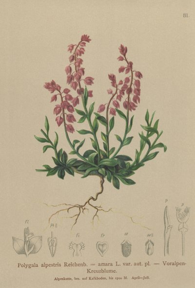 Mleczak przedalpejski (Polygala alpestris, Polygala amara var. aut. pl., Polygala brachyptera) autorstwa German School