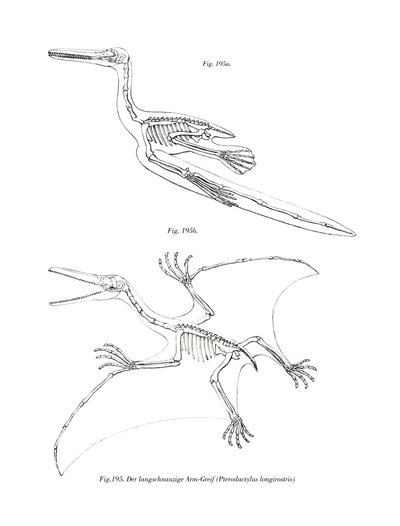 Pterodaktyl (kolor lito) autorstwa German School