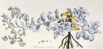 Pulmonaria Maritima, 1785-1788 autorstwa German School