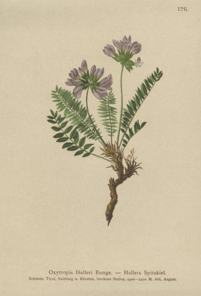 Fioletowy Oxytropis (Oxytropis Halleri) autorstwa German School