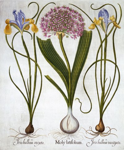 Purple Sensation i hiszpańskie irysy, z Hortus Eystettensis, Basil Besler (1561-1629), wyd. 1613 (grawerowanie ręcznie kolorowane) autorstwa German School