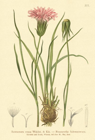 Trawa purpurowa żmije (Scorzonera rosea, Scorzonera purpurea subsp. rosea) autorstwa German School