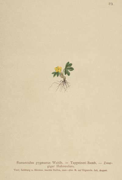 Jaskier karłowaty (Ranunculus pygmaeus, Ranunculus tappeineri, Ranunculus baerianus, Ranunculus pygmaeus var. Langeanu) autorstwa German School