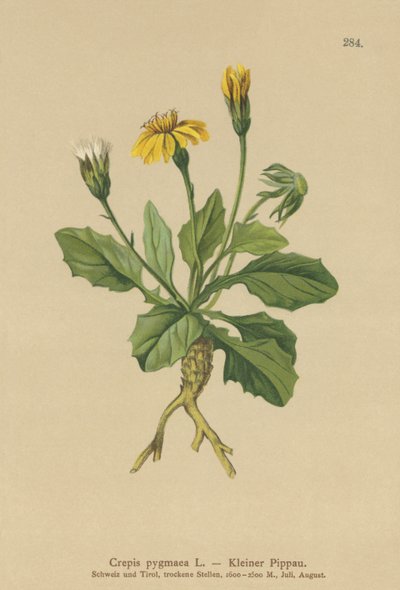 Broda karłowata (Crepis pygmaea, Hieracium pumilum) autorstwa German School