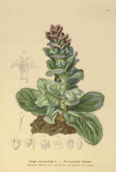 Trąbka piramidalna (Ajuga pyramidalis) autorstwa German School