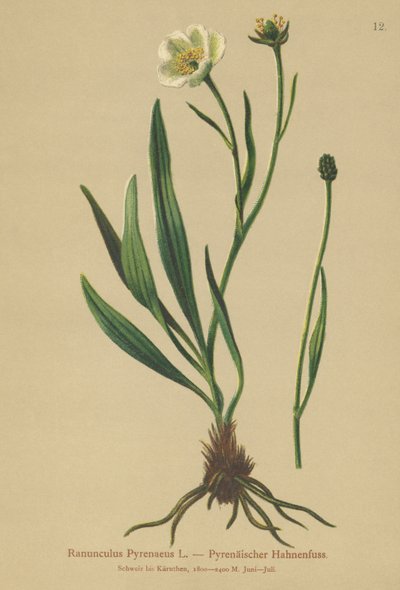 Jaskier pirenejski (Ranunculus Pyrenaeus) autorstwa German School