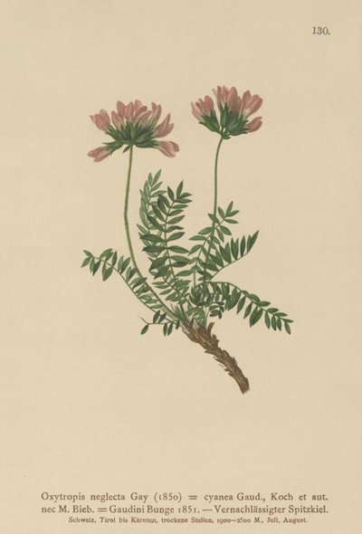 Wyka pirenejska (Oxytropis zaniedbania, Oxytropis cyanea, Oxytropis Gaudini, Oxytropis albana, Oxytropis caucasica, Oxytropis pyrenaica, Astragalus pyrenaicus) autorstwa German School