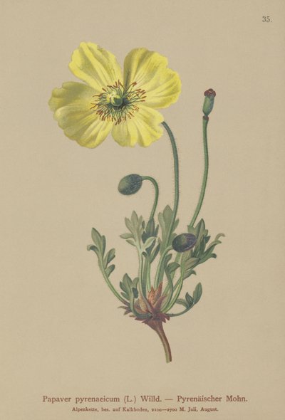 Mak pirenejski (Papaver pyrenaeicum, Papaver alpinum sub.) autorstwa German School