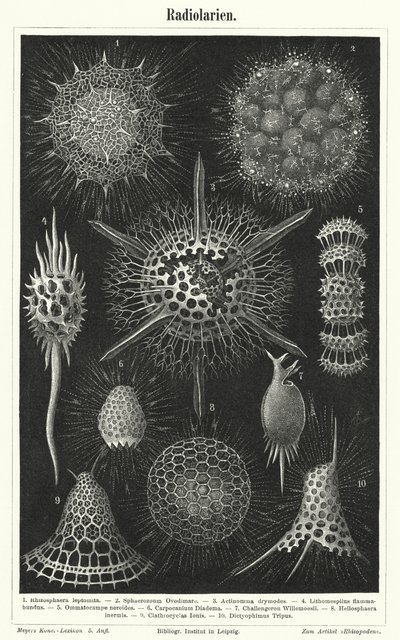 Radiolaria (grawerowanie) autorstwa German School