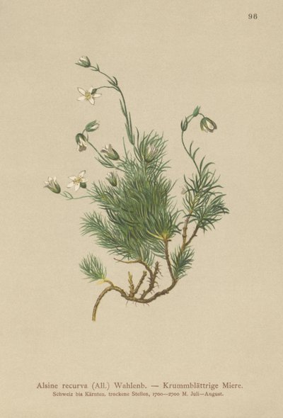 Bodziszek karłowaty (Alsine recurva, Minuartia recurva) autorstwa German School